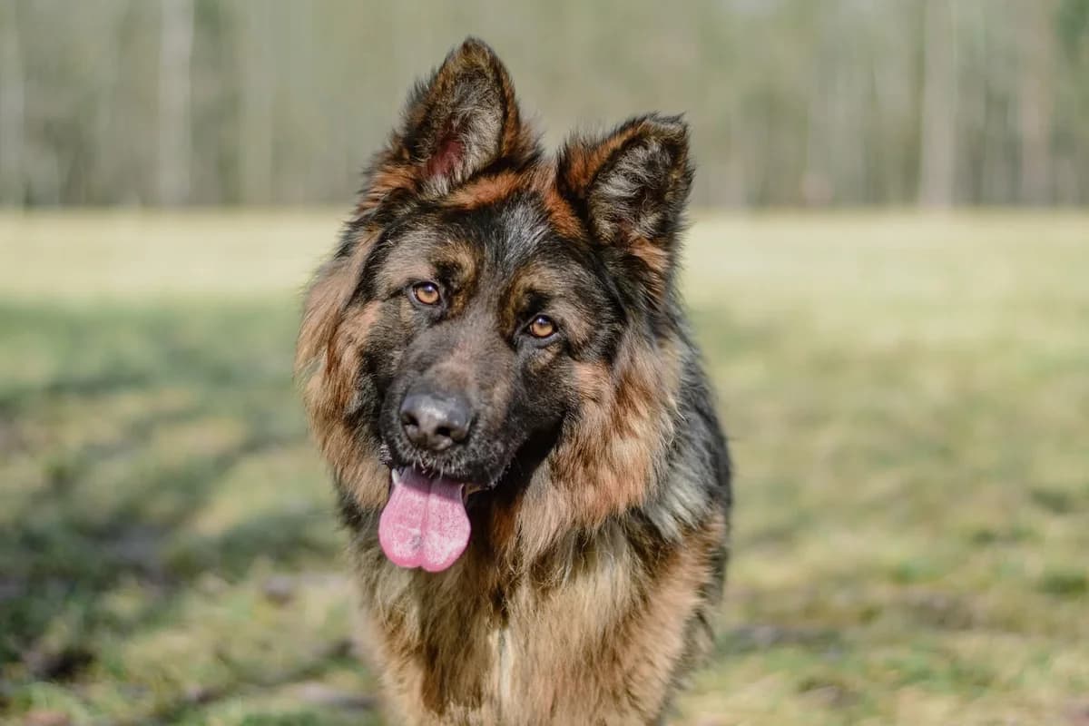 Serafin, male Mixed Breed for adoption at Schronisko Radom, Radom
