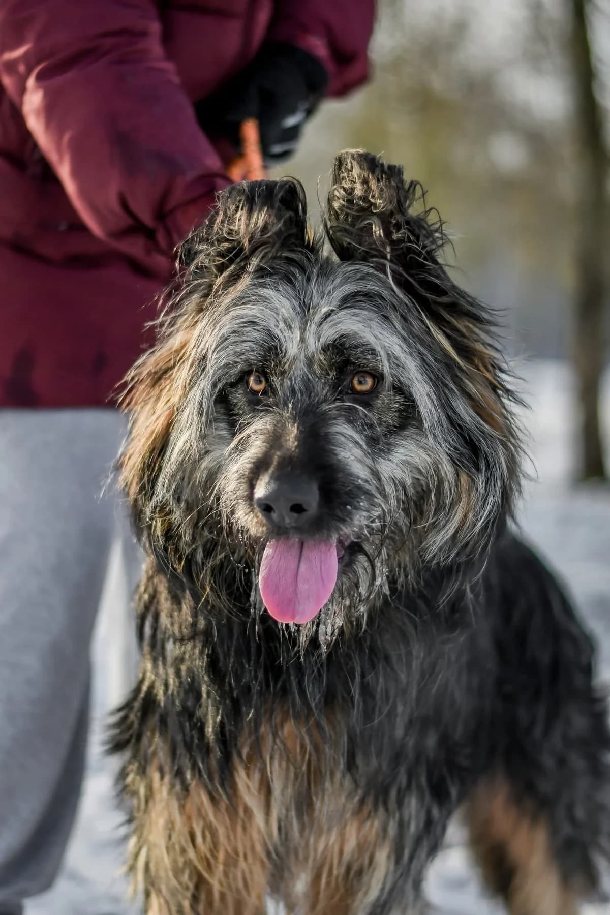 Shakira, Mixed Breed for adoption at Schronisko Radom, Radom