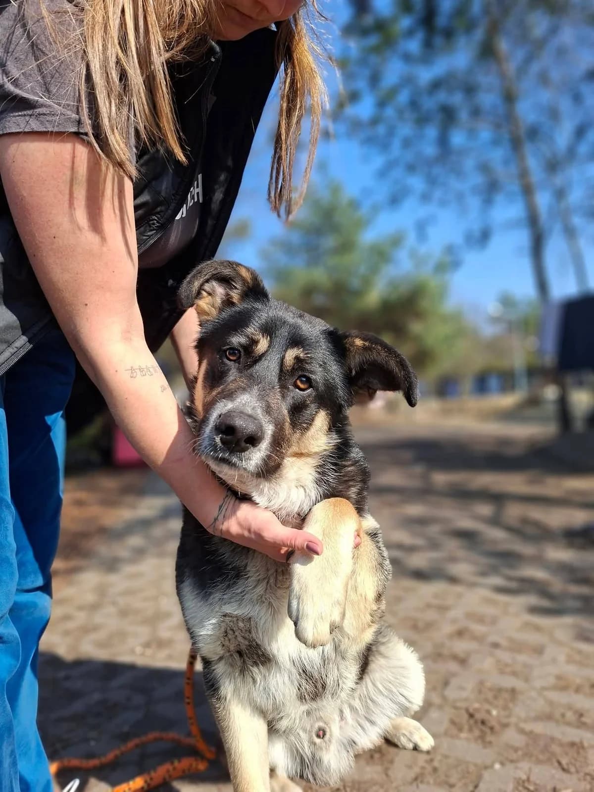 Sinbad,  Mixed Breed for adoption at Schronisko Radom, Radom