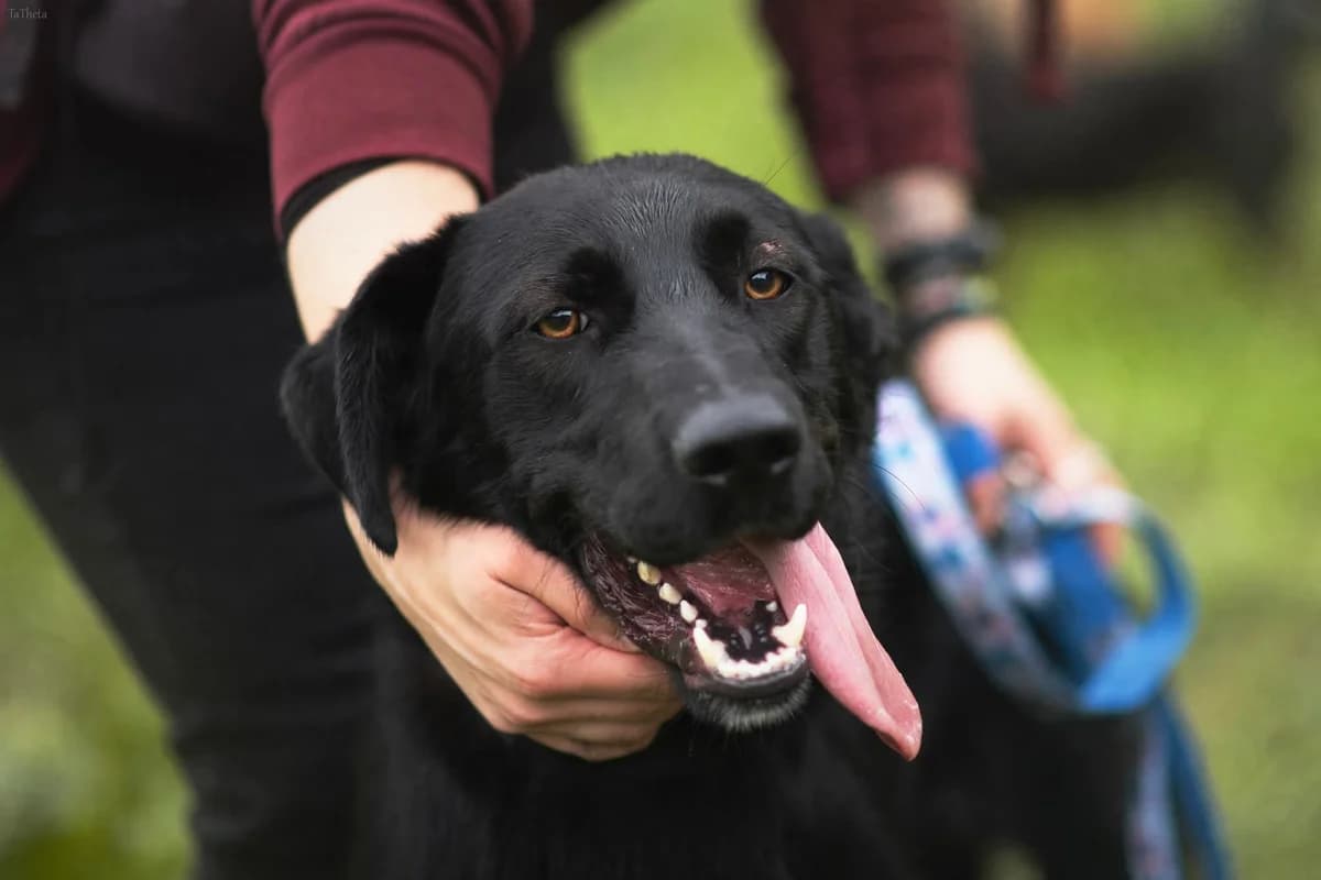 Stock, male 3yo Mixed Breed for adoption at Schronisko Radom, Radom