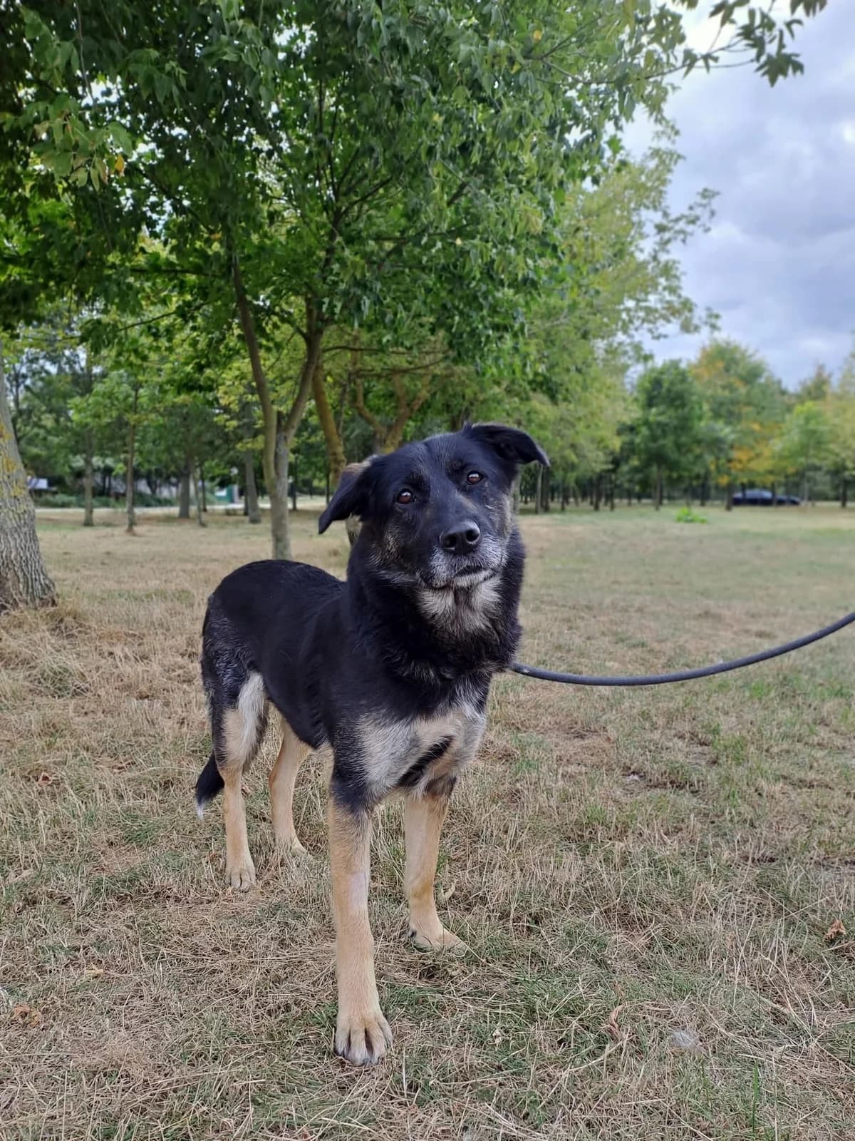 Suzi,  4yo Mixed Breed for adoption at Schronisko Radom, Radom