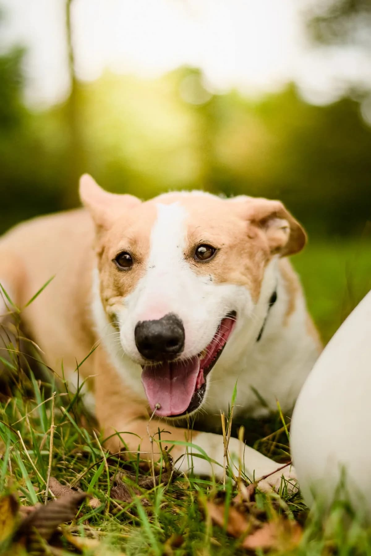 Tajfun, male Mixed Breed for adoption at Schronisko Radom, Radom