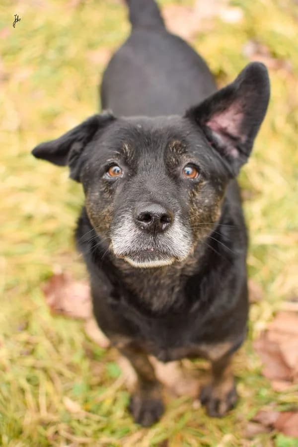 Torys, senior Mixed Breed for adoption at Schronisko Radom, Radom