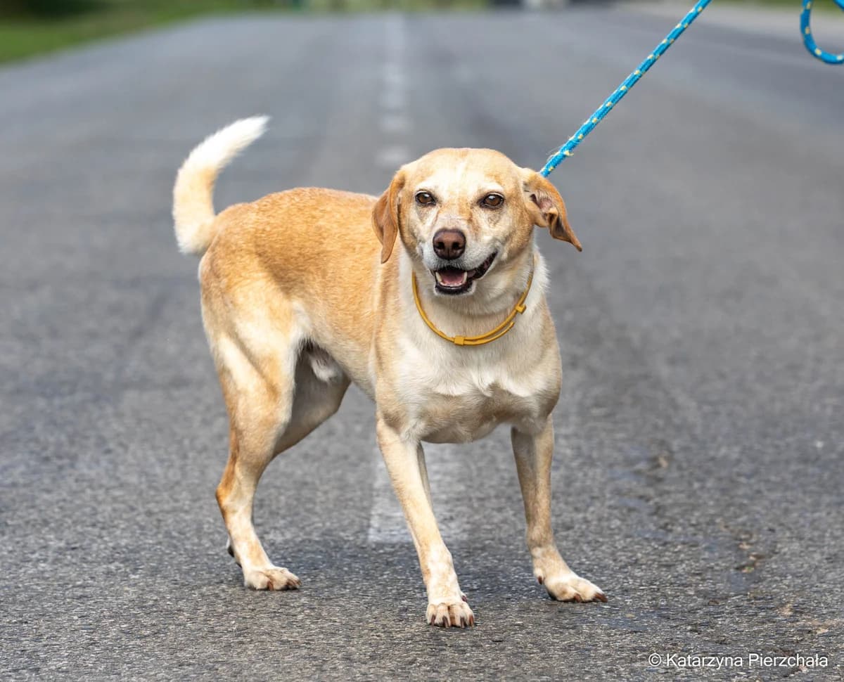 Vincent, male Mixed Breed for adoption at Schronisko Radom, Radom