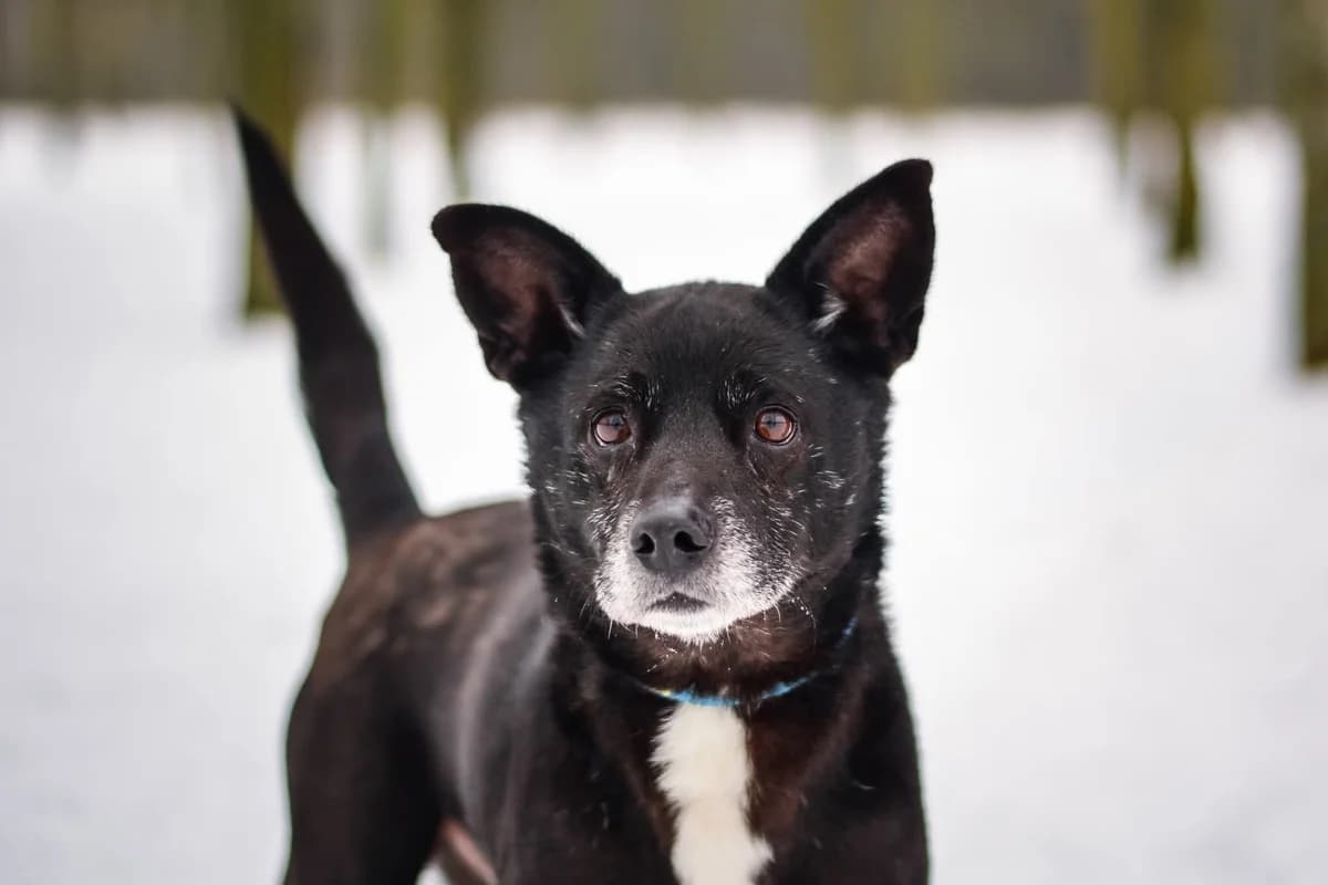 Waluś, male 7yo Mixed Breed for adoption at Schronisko Radom, Radom