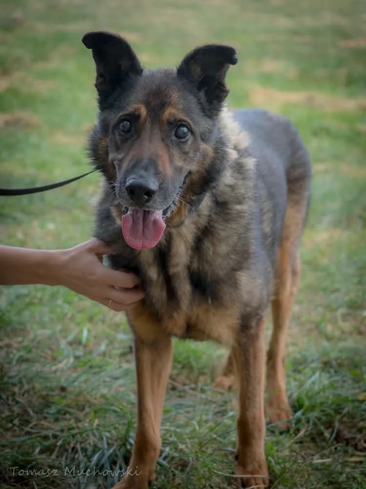 Weron,  Mixed Breed for adoption at Schronisko Radom, Radom