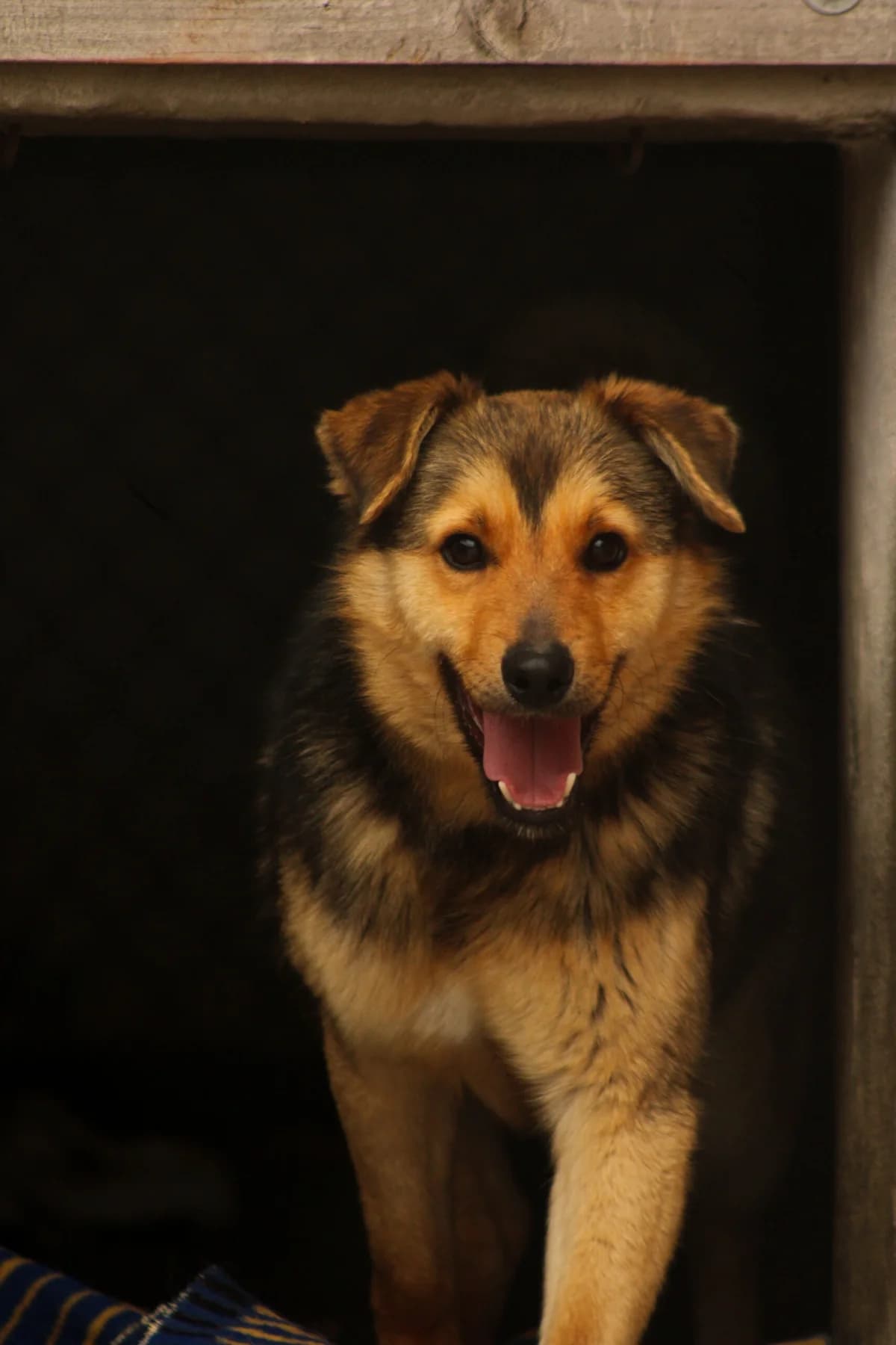 Wojtuś, male Mixed Breed for adoption at Schronisko Radom, Radom