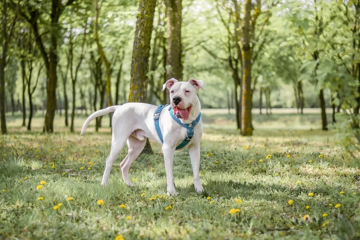 Zeus, male 3yo Mixed Breed for adoption at Schronisko Radom, Radom