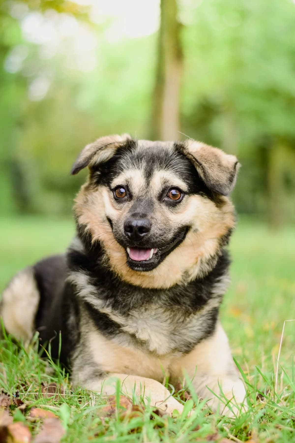 Zgrywus, male Mixed Breed for adoption at Schronisko Radom, Radom