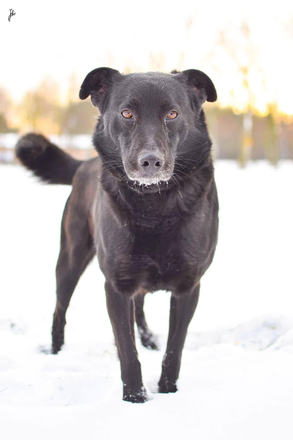 Ziomek, Mixed Breed for adoption at Schronisko Radom, Radom