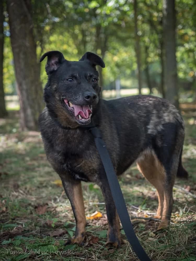 Ziuta,  senior Mixed Breed for adoption at Schronisko Radom, Radom