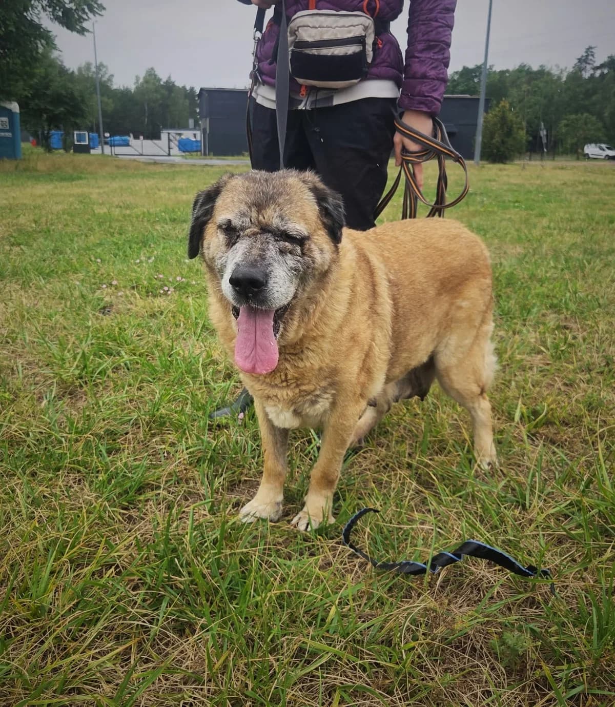 Zosia,  Mixed Breed for adoption at Schronisko Radom, Radom