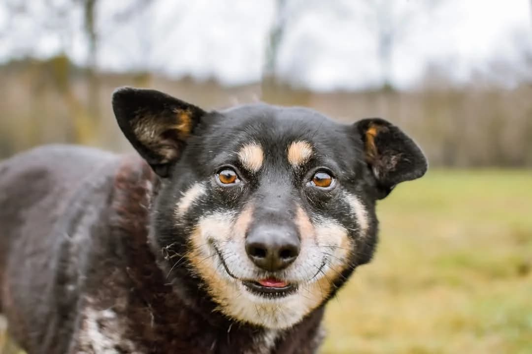 Zygmunt, Mixed Breed for adoption at Schronisko Radom, Radom