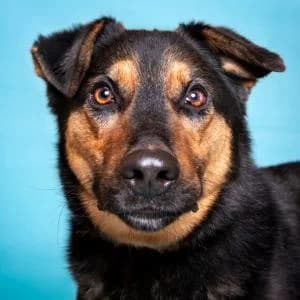 Udomi me,  Mixed Breed for adoption at Sklonište za napuštene kućne ljubimce