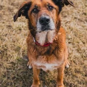 Udomi me, puppy Mixed Breed for adoption at Sklonište za napuštene kućne ljubimce