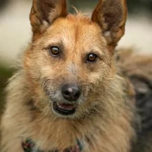 Maja, Mixed Breed (Schronisko Skałowo)