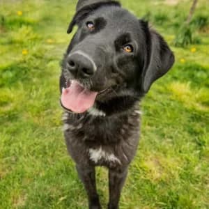 Jaga, Mixed Breed for adoption at Schronisko Skałowo