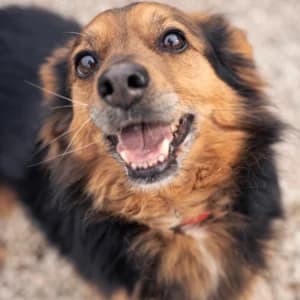 Pimpek, Mixed Breed for adoption at Schronisko Skałowo