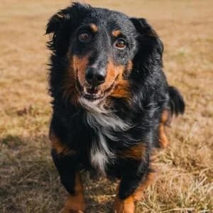 Mosek, Mixed Breed (Schronisko Skałowo)