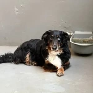Gonia, Mixed Breed for adoption at Schronisko Skałowo