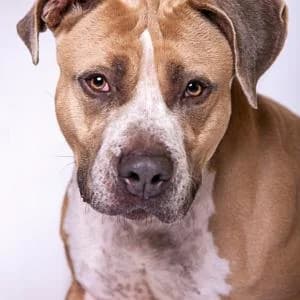 Zeus, Mixed Breed (Schronisko Skałowo)