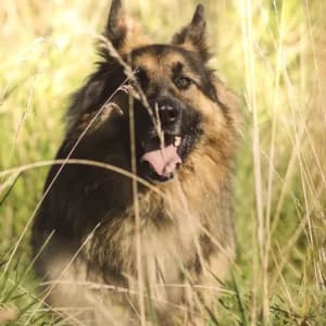 Cezar, Mixed Breed for adoption at Schronisko Skałowo