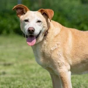 Fenix, Mixed Breed (Schronisko Skałowo)