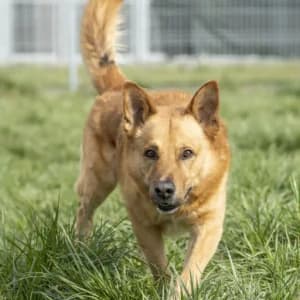 Szarik, Mixed Breed for adoption at Schronisko Skałowo