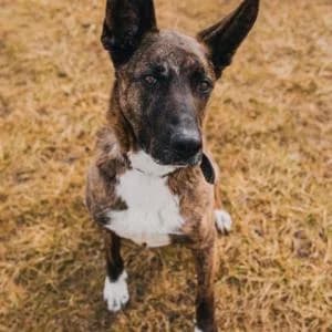 Norman,  Mixed Breed for adoption at Schronisko Skałowo