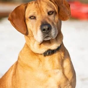Boni, Mixed Breed (Schronisko Skałowo)