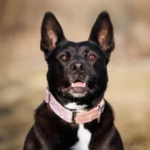 Borynia, Mixed Breed (Schronisko Skałowo)