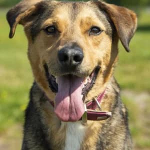 Rubin, Mixed Breed for adoption at Schronisko Skałowo