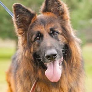 Ramzes, Mixed Breed (Schronisko Skałowo)