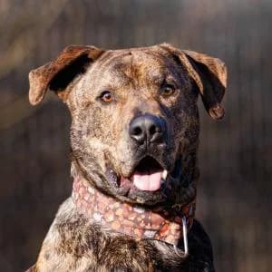 Hunter, Mixed Breed (Schronisko Skałowo)