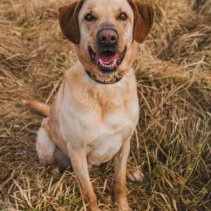 Dukat,  Mixed Breed for adoption at Schronisko Skałowo