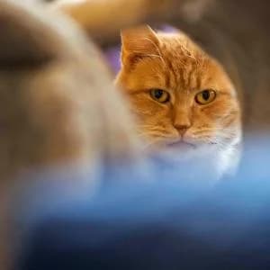 Bursztyn,  Mixed Breed for adoption at Schronisko Skałowo