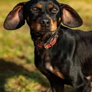 Malaga,  Mixed Breed for adoption at Schronisko Skałowo
