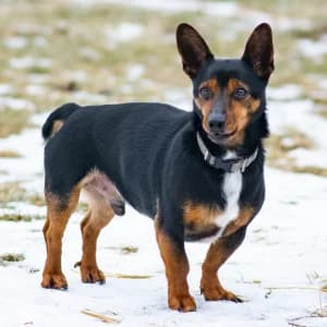 Czaki, Mixed Breed (Schronisko Skałowo)