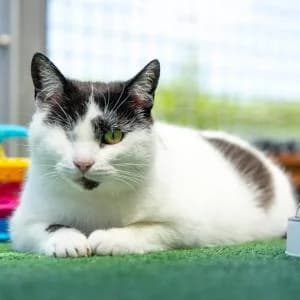 Oczka,  Mixed Breed for adoption at Schronisko Skałowo