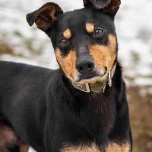 Roki, Mixed Breed (Schronisko Skałowo)