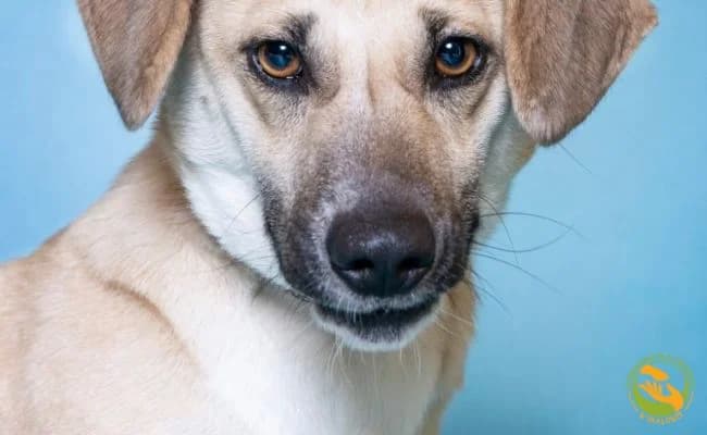 Molly, female 4yo Mixed Breed for adoption at Schronisko Skałowo
