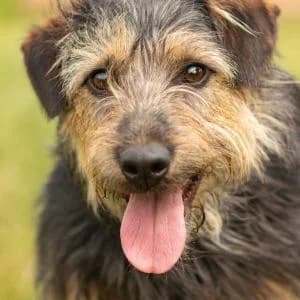 Tasman, Mixed Breed (Schronisko Skałowo)