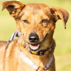 Wedel,  Mixed Breed for adoption at Schronisko Skałowo