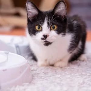 Figiel,  Mixed Breed for adoption at Schronisko Skałowo