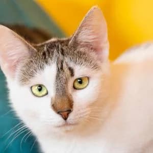 Carmen,  Mixed Breed for adoption at Schronisko Skałowo