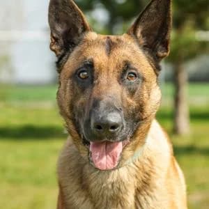 Ares, Mixed Breed (Schronisko Skałowo)