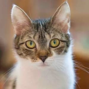 Nitka,  Mixed Breed for adoption at Schronisko Skałowo