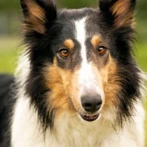 Max, Mixed Breed (Schronisko Skałowo)