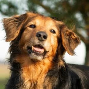 Magnat, Mixed Breed (Schronisko Skałowo)