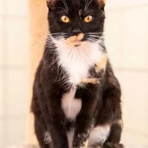 Cleo,  Mixed Breed for adoption at Schronisko Skałowo